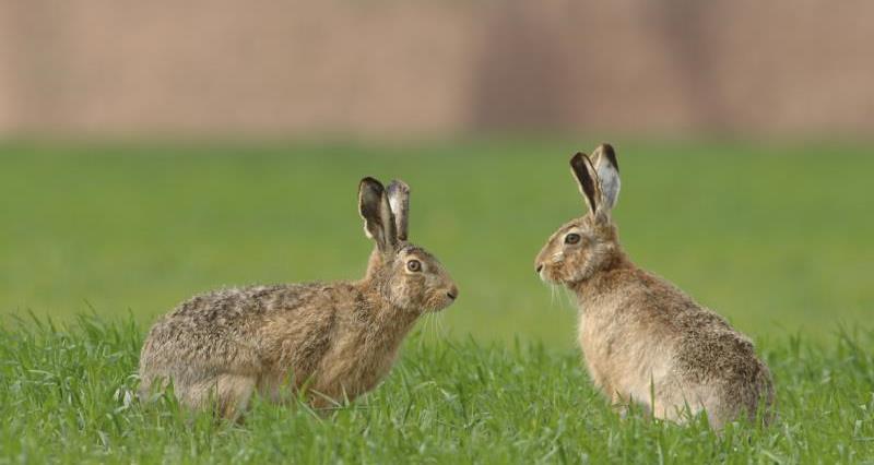 Two brown hares in grass field.