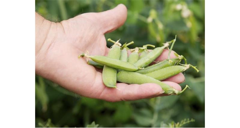 Picking peas_16061