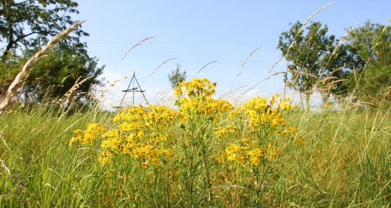 An image of ragwort growing on a field