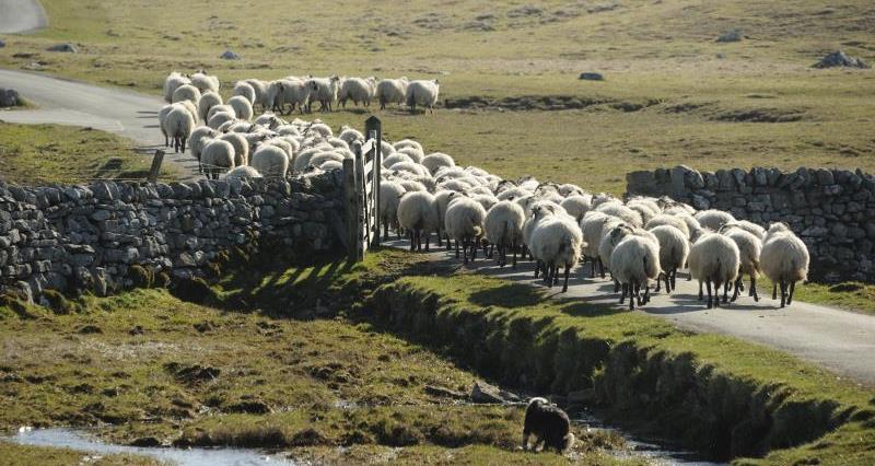 herd of sheep_16992
