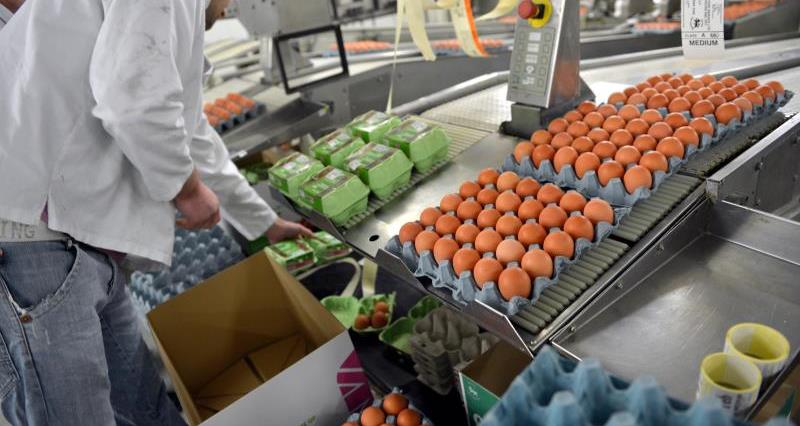 A worker on a production line sorting and grading eggs