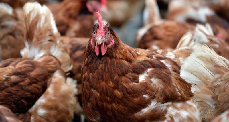 A picture of a flock of hens with one looking at the camera
