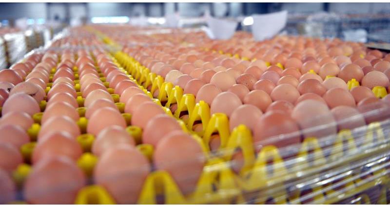 Eggs on a production line