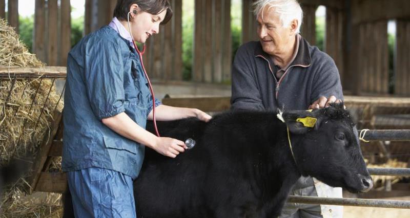 Vet and farmer in cow shed with calf