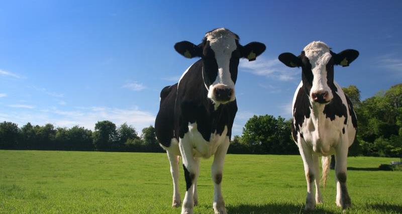 Meet the NFU North Dairy Board