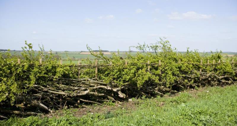 An image of a hedgerow
