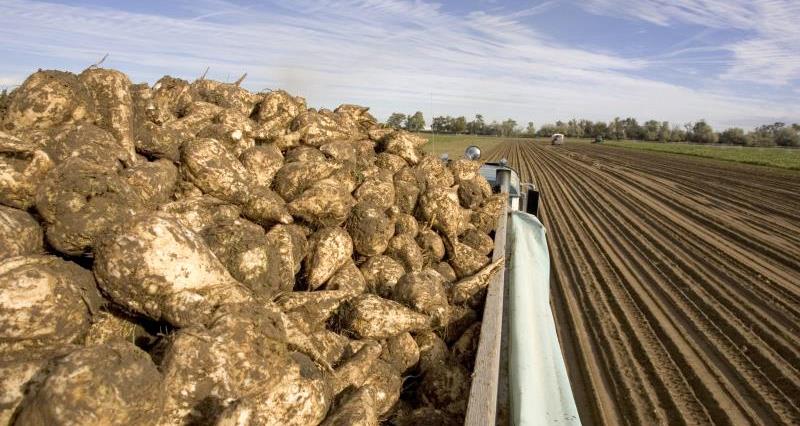 A picture of sugar beet harvest