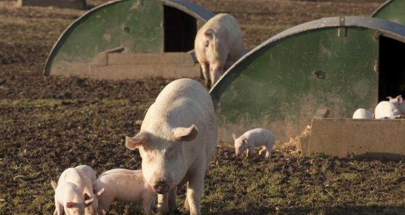 Pig farm_13219