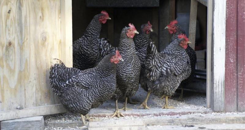 Black chickens in a coop