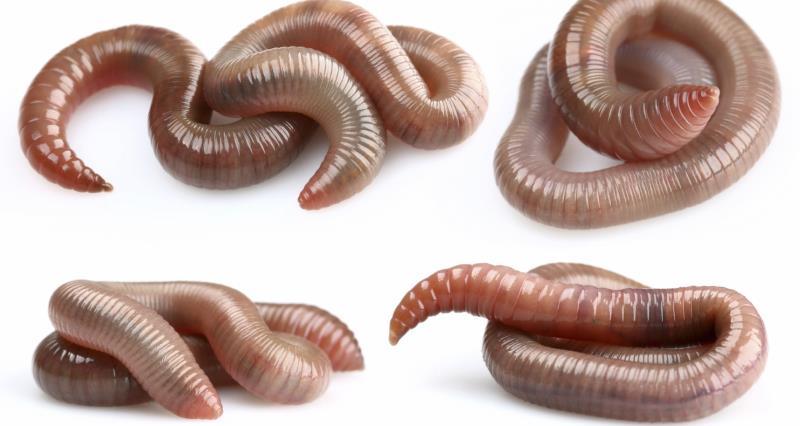Top 10 earthworm facts – NFUonline