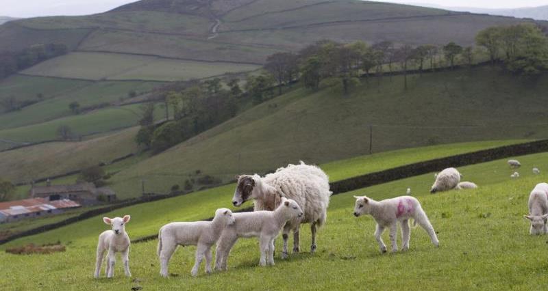 Sheep and lambs_3658