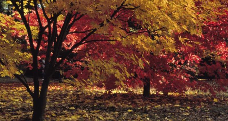 Trees in leaf showing autumn colours