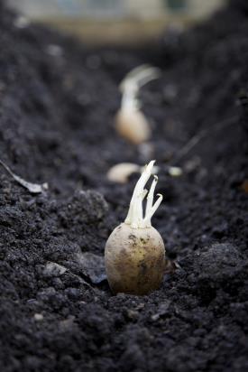 Planting seed potatoes_16105