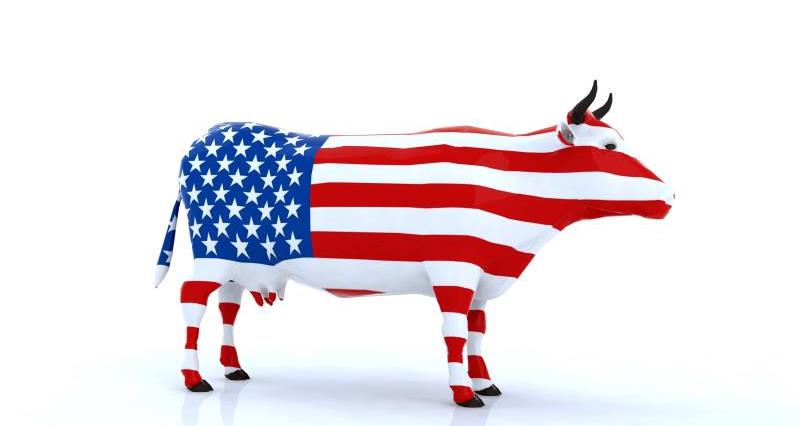 American flag cow_15969