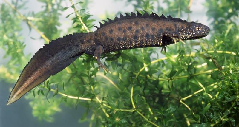 A great crested newt in water