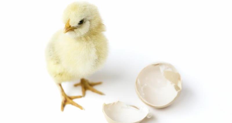 chick and egg shell_3456
