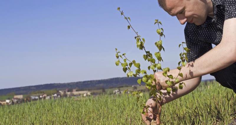 Man planting a tree