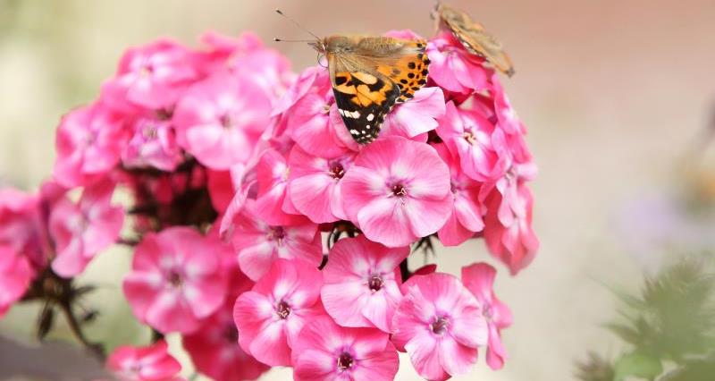 Butterfly garden_6444