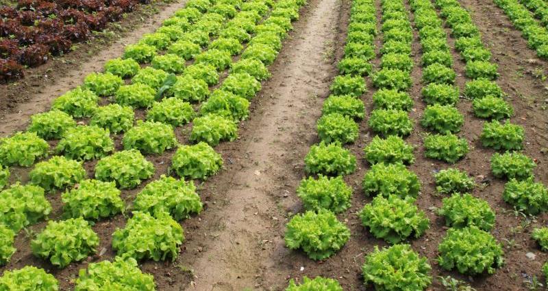 Rows of lettuces_11189