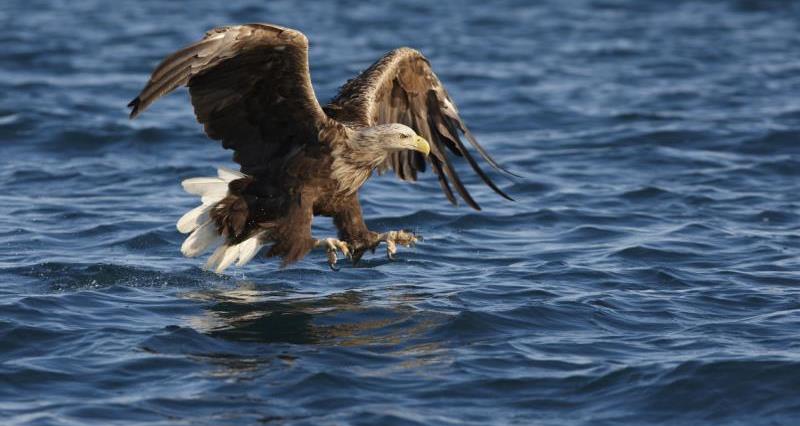 An image of a sea eagle on the surface of water