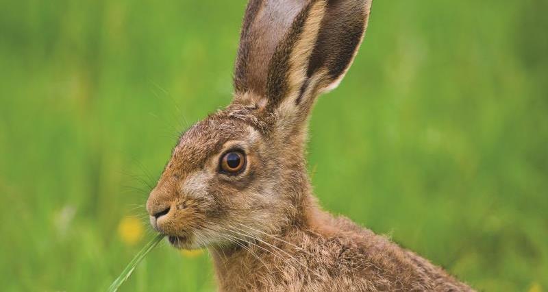 brown hare_13041