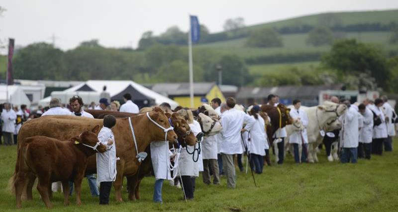 Cattle being shown at the Royal Bath and West show.