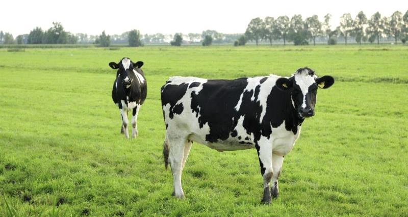 Angus cattle