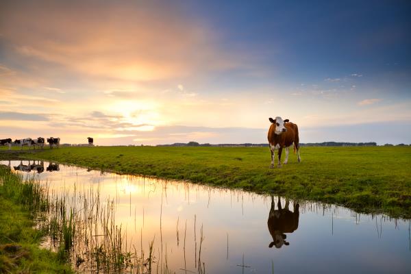 Cow by river_20003