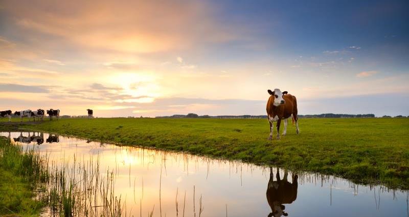 Cows grazing by a river with the sun settng in the distance