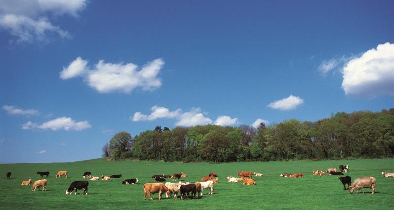 Cows in field lines with trees