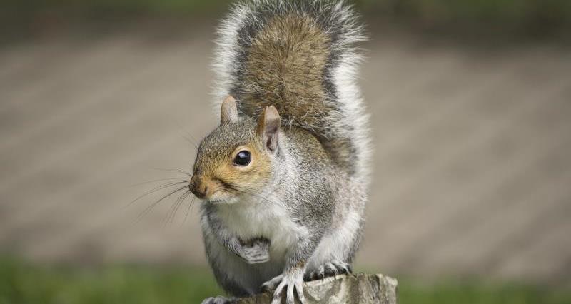 A picture of a grey squirrel