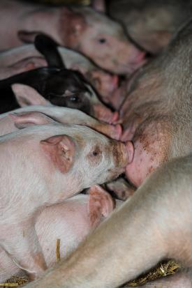 Euston pigs, Suffolk_16959