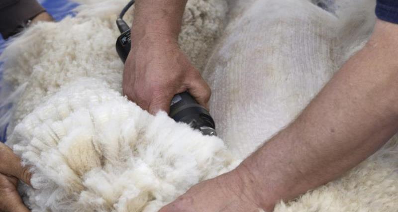 A close up picture of shearing in process