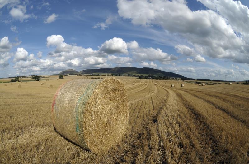 Hay bales in wheatfield_13128