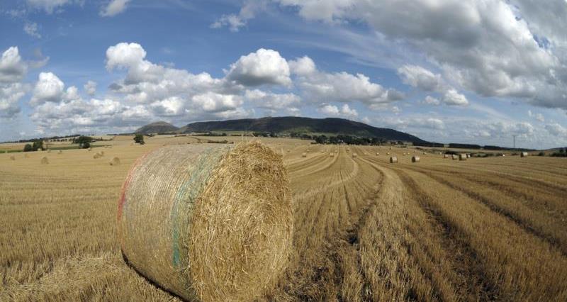 Hay bales in wheatfield_13128