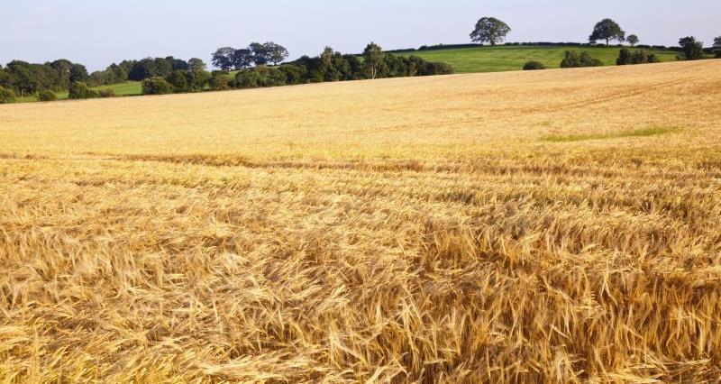 barley field_13020