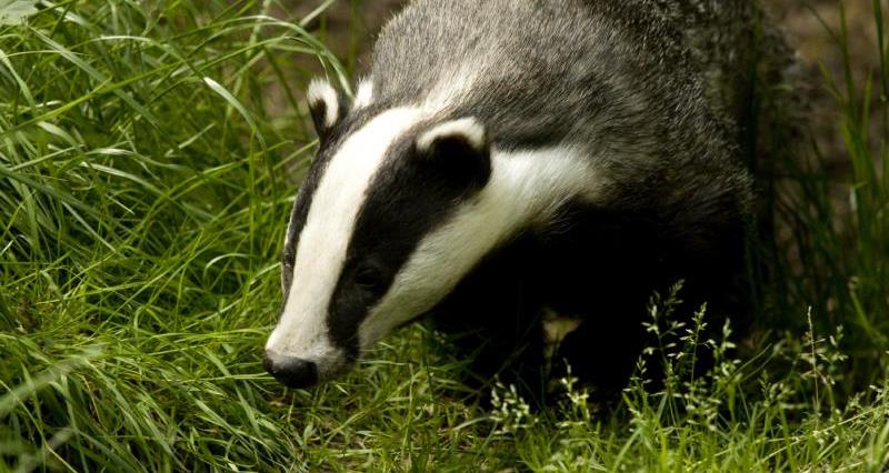 A photo of a badger