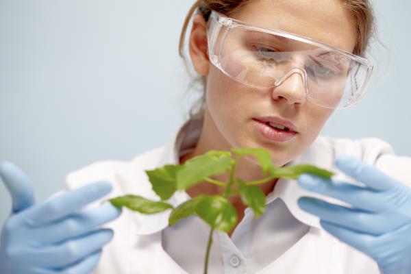 Scientist examining plant_12671