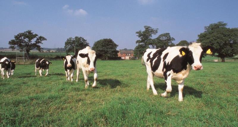 dairy cows_7701