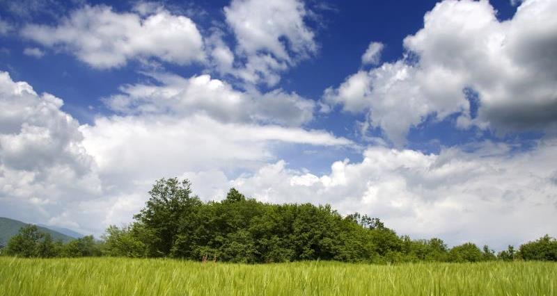 Field with blue sky_7524