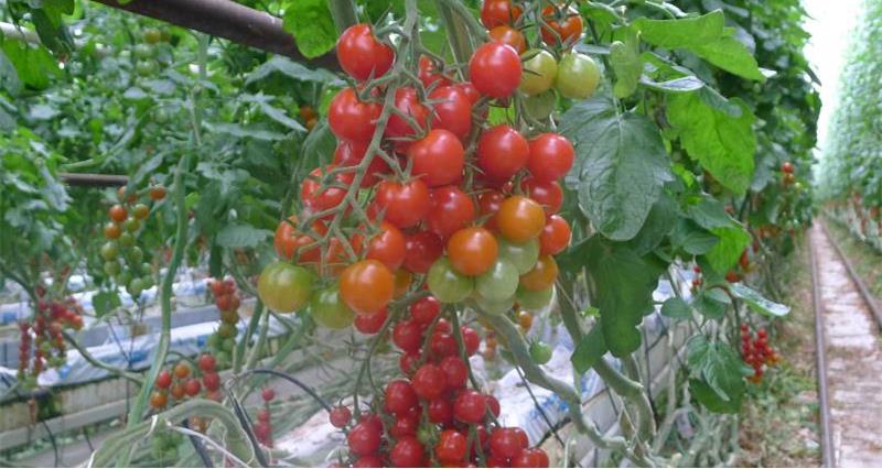 Tomatoes Conerways_29719
