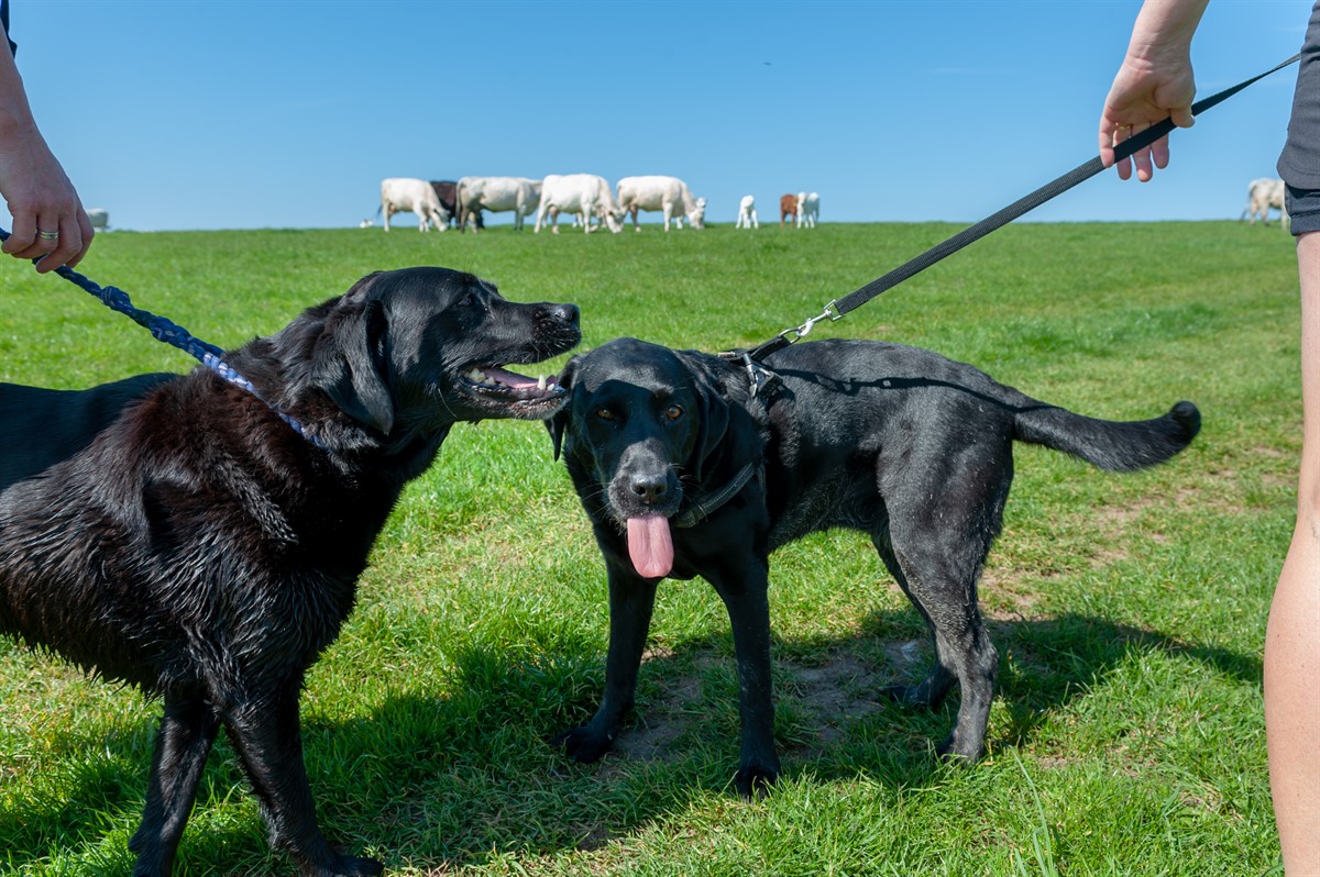 take the lead dog walking