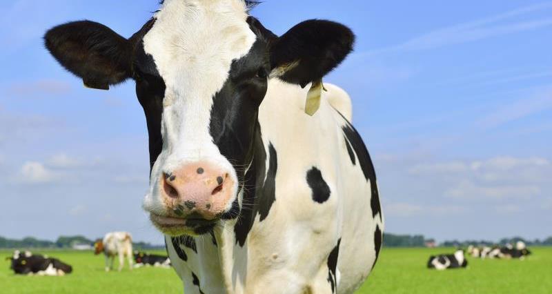 Dairy cow_29320