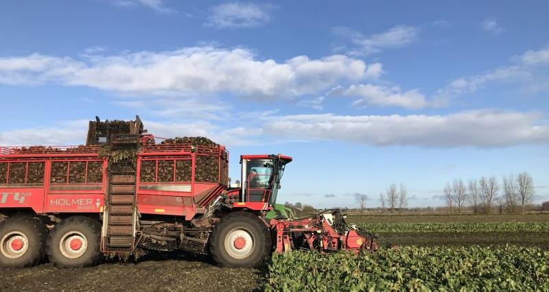 Sugar beet harvester