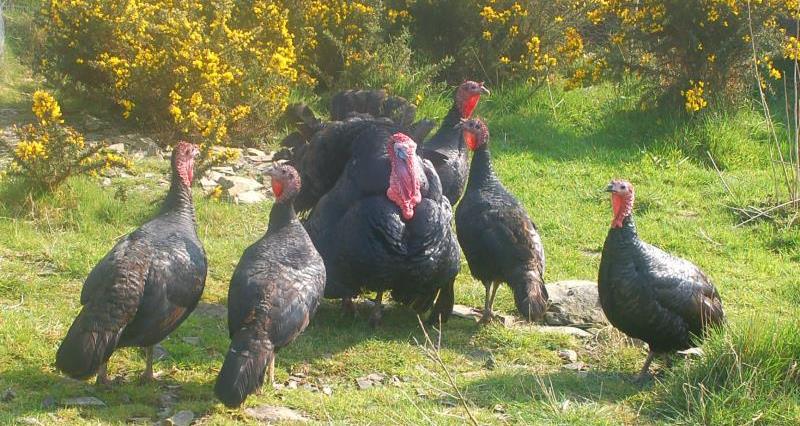 Norfolk Black Turkeys_18421