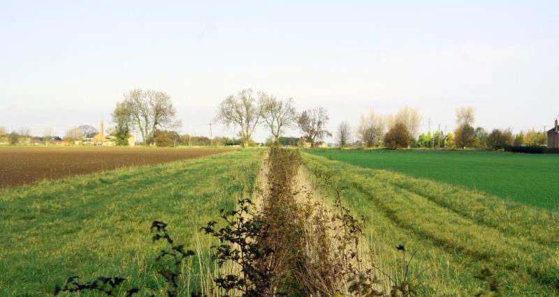 In-field grass strips to avoid erosion