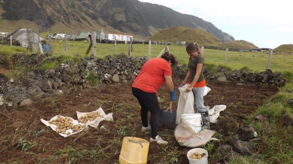 Tristan da Cunha farming_32244
