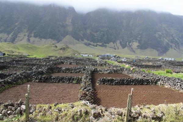 Tristan da Cunha farming 4_32247