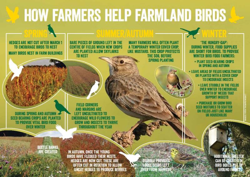 How farmers help farmland birds_30623