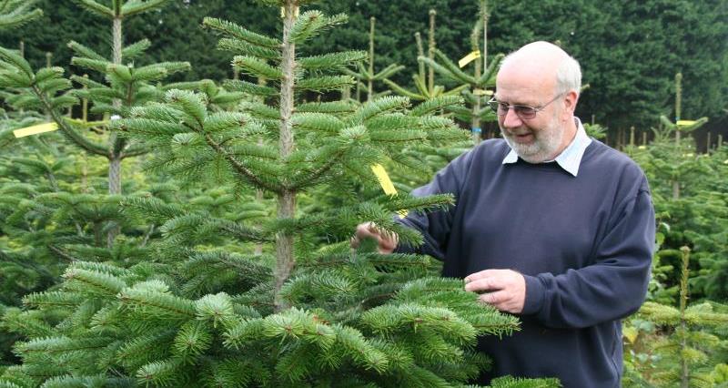 a picture of a man looking at christmas trees